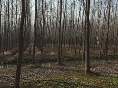 -合肥滨湖国家森林公园