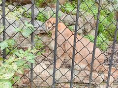 -大连森林动物园