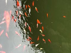 -蛇蟠岛