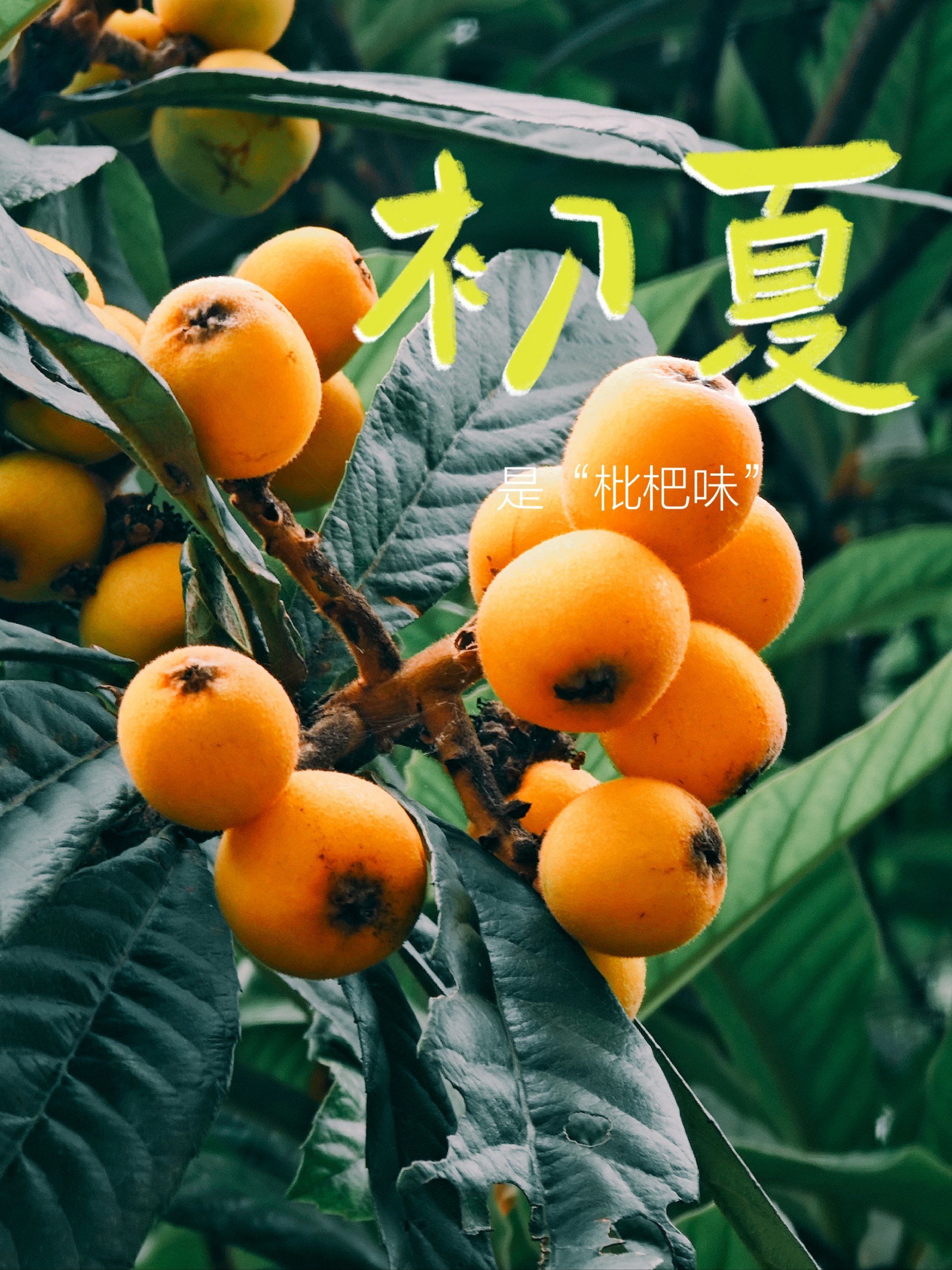 摄影日记 | 小区的枇杷熟了