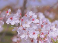 -花开海上生态园