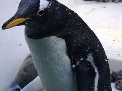 -芜湖新华联大白鲸海洋公园