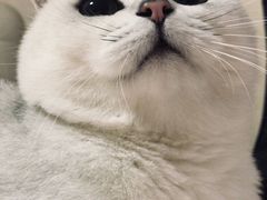 -喵zoo家庭繁育猫舍(尖东智能花园店)