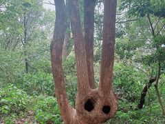 -上海佘山国家森林公园天马山园