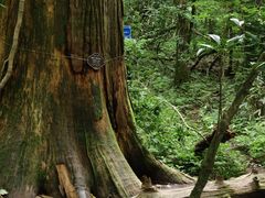 -天目山大树王景区