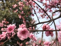 -秀丽东方