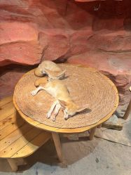 -Zoolung Zoolung动物主题公园(海信广场店)