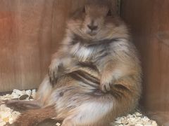 -钓仓鼠(洋桥北里小区店)