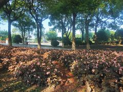 -上海鲜花港