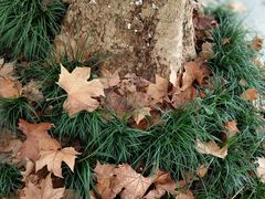 -四川农业大学(雅安校区)