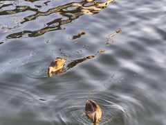 -海河外滩公园