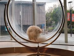 -飞行喵MR PILOT|猫舍·猫咖(静安大融城店)