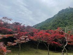 -五泄景区