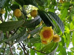 -中国科学院华南植物园