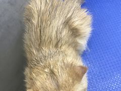 -PETKIT小佩宠物·低压洗护(国顺东路店)