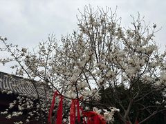 -长春观