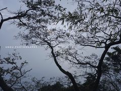 -梧桐山风景名胜区