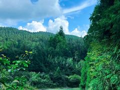 -武陵山森林公园