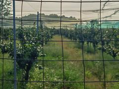 -菊园百果园