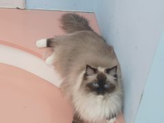 -1013 PET SHOP 宠物商店(近铁城市广场店)