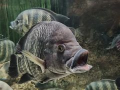 -上海海洋水族馆