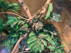 -青石桥花鸟鱼虫市场(叠翠城店)