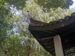 -上海佘山国家森林公园天马山园