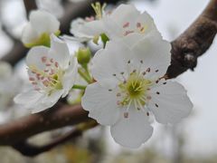 -树山生态村