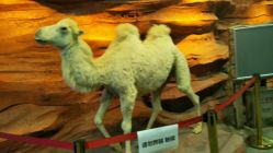 点击看大图 -酷嗒动物文化乐园(cutezoo西溪乐天城店)