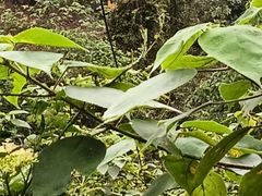 -小八仙·宴(三峡茶庄店)