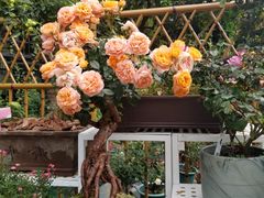 -人民公园(罗湖区)