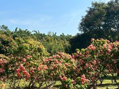 -中国科学院西双版纳热带植物园
