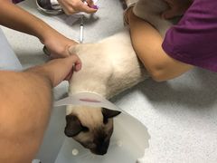 -达爱动物医院·犬猫分区·CT·复杂眼科(远洋山水分院)