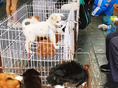 -桂林市花鸟市场