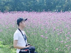 -大塘金香草谷