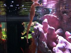 -暹罗海洋世界