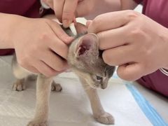 -纳吉亚猫专科动物医院博雅分院