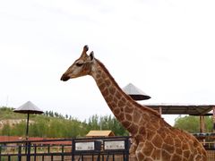 -鄂尔多斯野生动物园