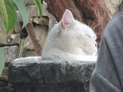 -喵屿·大理花园猫咖