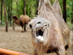 -北京野生动物园