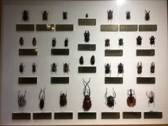 -上海昆虫博物馆