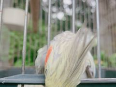 -more than meow吴止猫主题餐厅(承德 中船汇店)