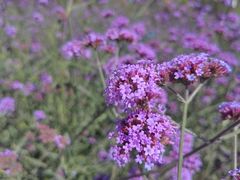 -北京国际鲜花港