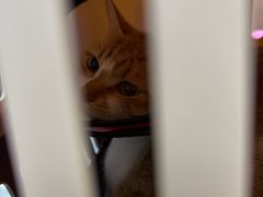 -宠颐生宠物医院·异宠猫科内科·诊疗中心宠巢店