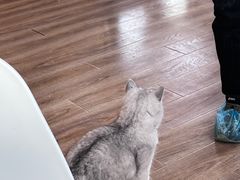 -猫的茶·猫咖