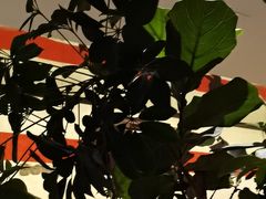 金蒜蓉粉丝虾-桂满陇·蟹黄小笼汤包(中山公园店)