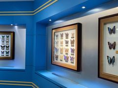 -上海昆虫博物馆