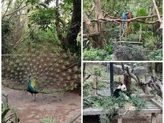 -广州长隆野生动物世界