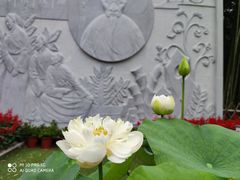 -陈家山荷花公园