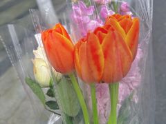 -循礼门鲜花花市(武汉循礼门店)